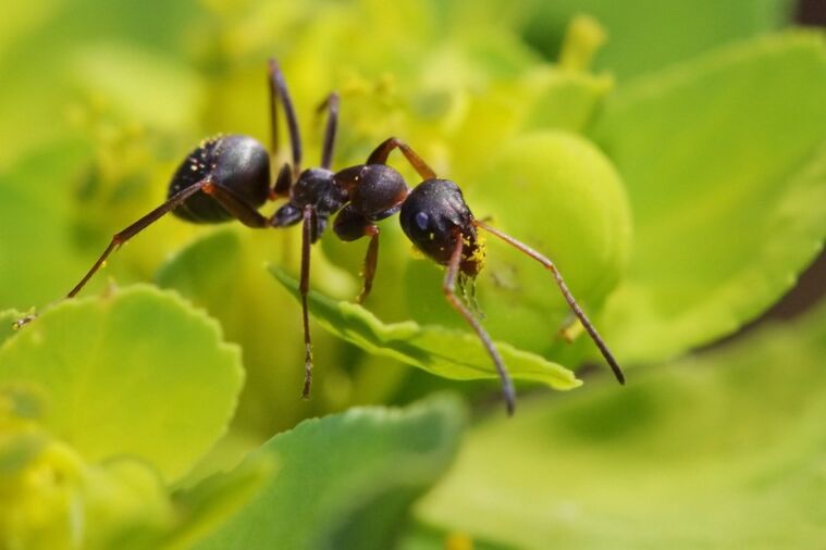 Ant against the inflammation of the prostate
