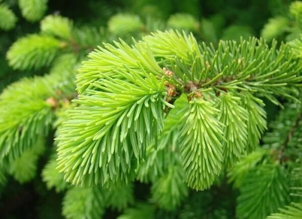 Needles for the treatment of prostatitis